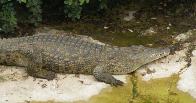 An alligator near water