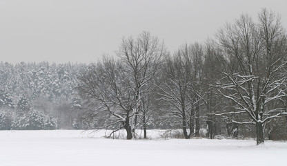 Fototapeta na wymiar a long walk in nature snowy Russian winter