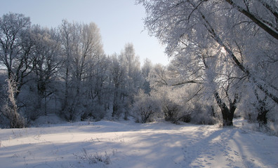 beauty of winter nature