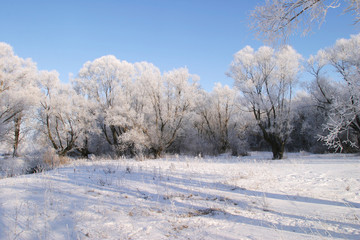 Obraz premium beauty of winter nature