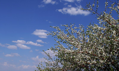 blooming apple tree