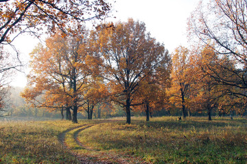 autumn landscape