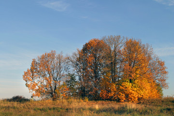 Fototapeta premium autumn landscape