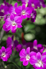 Bunches of purple orchids