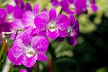Bunch of purple orchids