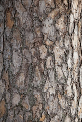Naklejka premium Pine tree bark background. Old tree trunk detail texture as natural background.