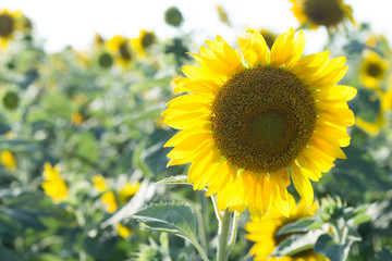 Sunflowers in the field of agriculture into the background.