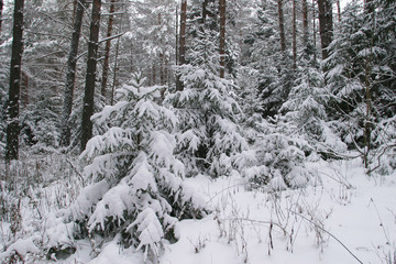 winter Forest