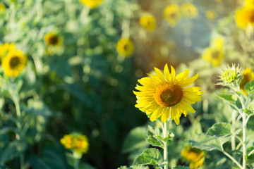 Sunflowers in the field of agriculture.Background