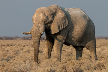 Fototapeta na wymiar elephant in the dry etosha nationalpark
