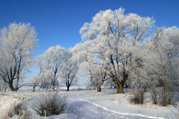 Fototapeta na wymiar beauty of winter nature