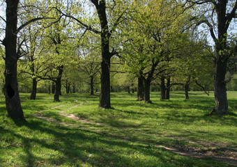 Fototapeta premium oak grove