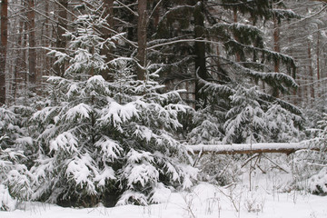 winter Forest