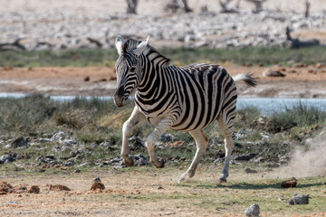 wild zebras living in Etosha National Park