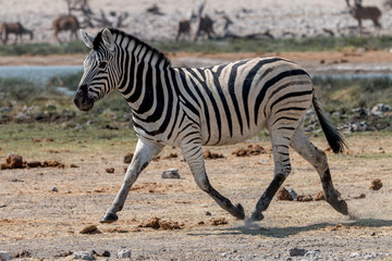 wild zebras living in Etosha National Park