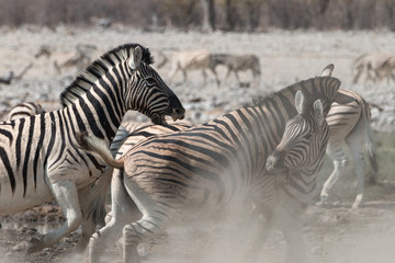 wild zebras living in Etosha National Park