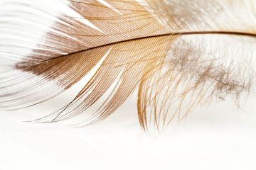 Colorful rooster feather with details and reflections