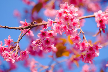 Selective focus Branch of Himalayan Cherry Blossom , also call sakura pink color with Natural blur background at highlands in winter at highlands of Phetchabun District, Thailand.