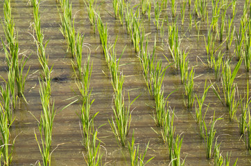 Obraz premium Rice field in new planting season, higher view.New grown rice plant in the paddy field.