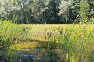Beautiful lake on summer
