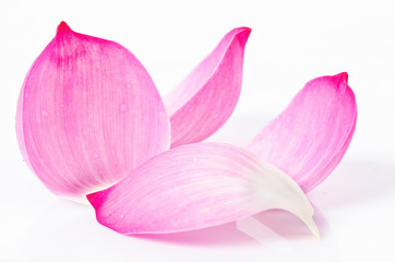 Close up on pink lotus petal.