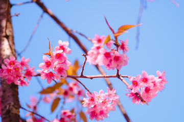 Selective focus Branch of Himalayan Cherry Blossom , also call sakura pink color with blue sky background in winter at highlands of Phetchabun District, Thailand.