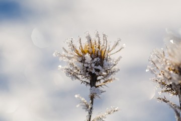 Withered and dry thistle flower in winter rime