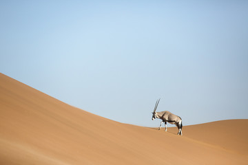 Fototapeta na wymiar Oryx walking through the sand dunes of Namibia.