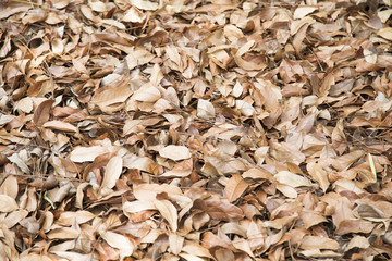 Dead leaves shot ideal for backgrounds and textures