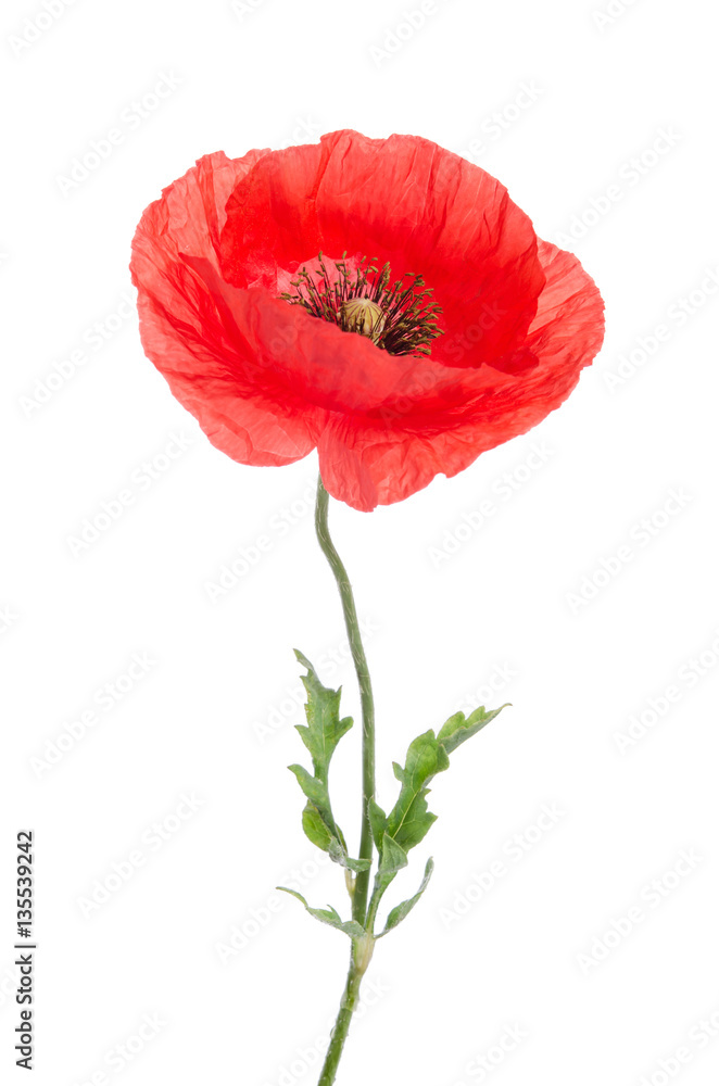 Wall mural single red poppy