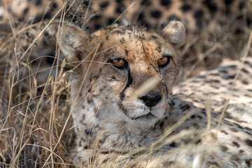 cute cheetah