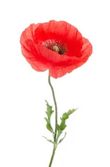 Peel and stick wall murals Poppy single red poppy