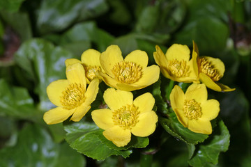 marsh marigold