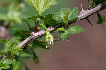 flowering gooseberry