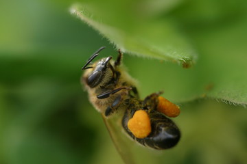 working bee