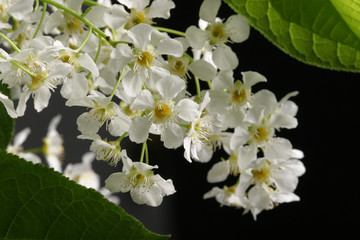 spring Flowers