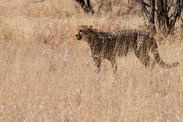 cute cheetah