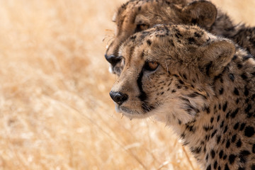 cute cheetah