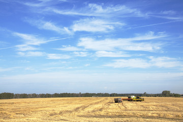 Obraz premium grain harvest
