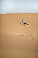 Oryx walking through the sand dunes of Namibia.