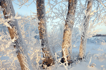 Fototapeta premium winter Walk