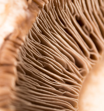 cap mushroom as a background
