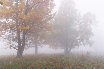 Obraz na płótnie Canvas fog