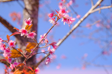 Selective focus Branch of Himalayan Cherry Blossom , also call sakura pink color with blue sky background in winter at highlands of Phetchabun District, Thailand.