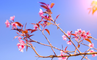Selective focus Branch of Himalayan Cherry Blossom , also call sakura pink color with blue sky background in winter at highlands of Phetchabun District, Thailand.