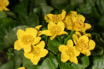 marsh marigold