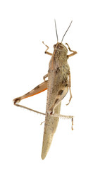 grasshopper on a white background