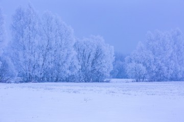 Winter foggy fields near forest landscape