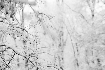 Snowing landscape in the park. Details on the branches