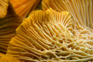 beautiful and very bright, orange mushroom in macro